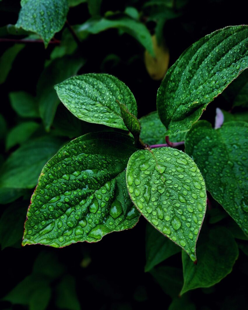 green clean