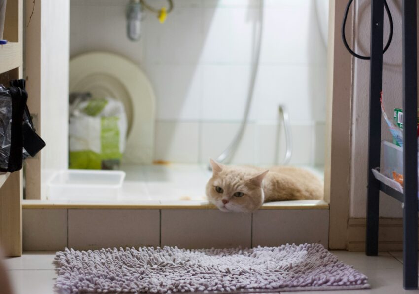 a cat in the bathroom