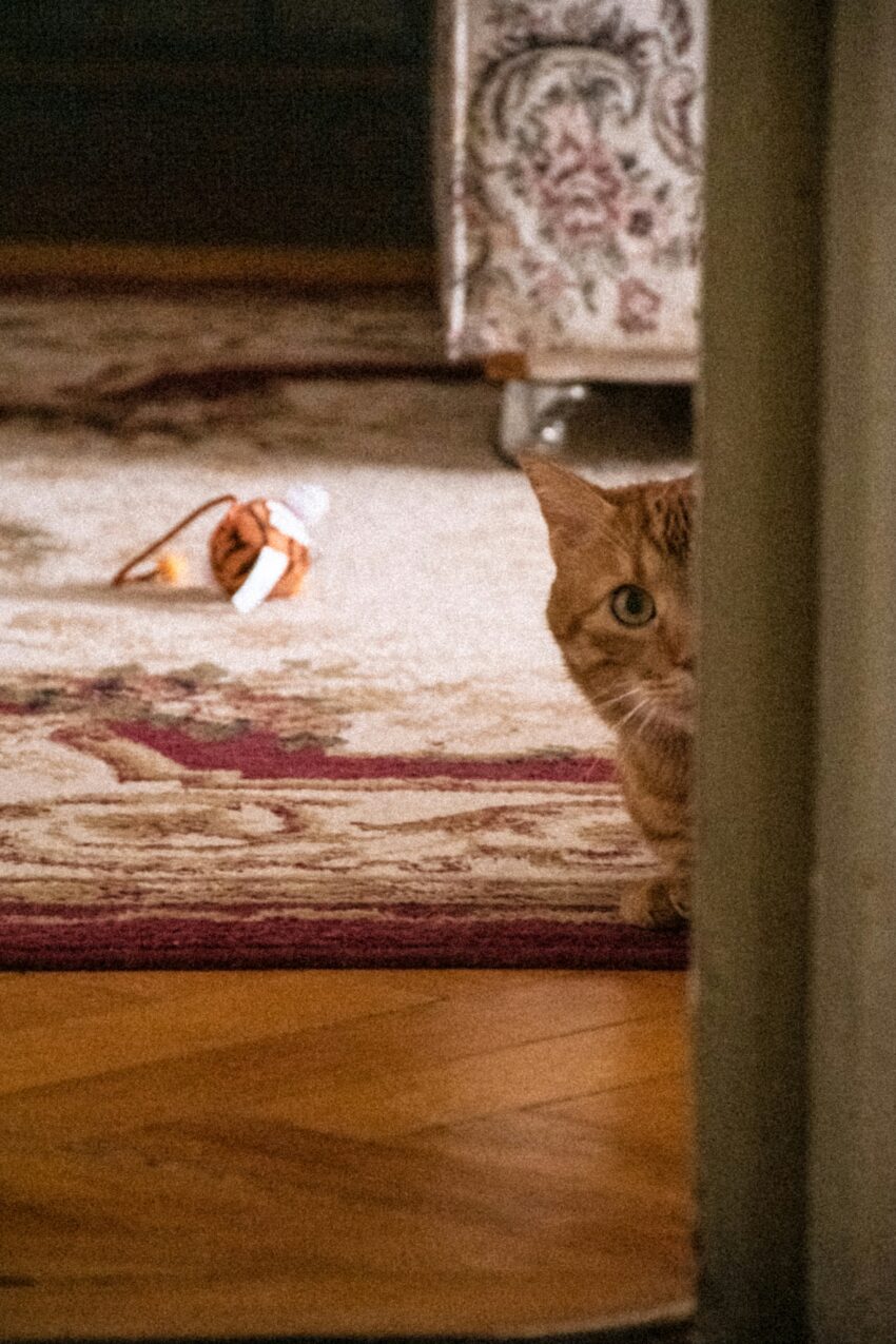 a carpet and a cat hiding behind the door