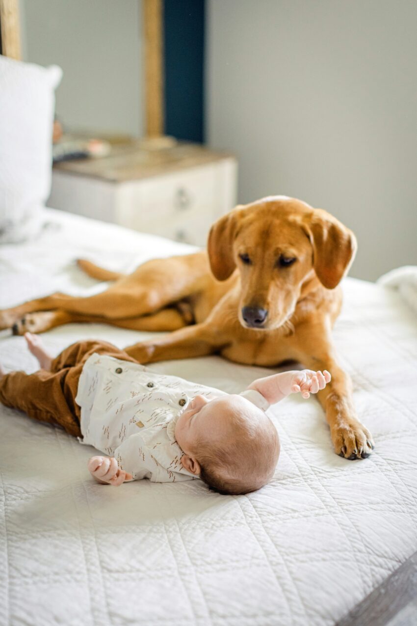a new baby and a dog