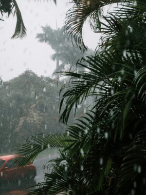 Rainy Season Rescue: How to Keep Mold and Mildew Out of Your House